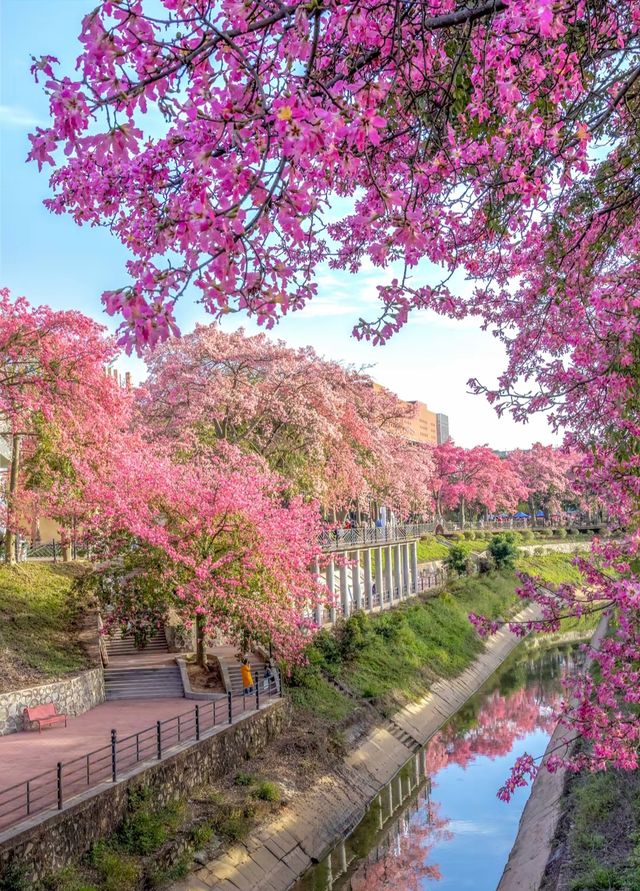 下角東路粉了!惠州這條「粉色隧道」美到犯規 下角東路粉了!惠州這條「粉色隧道」美到犯規