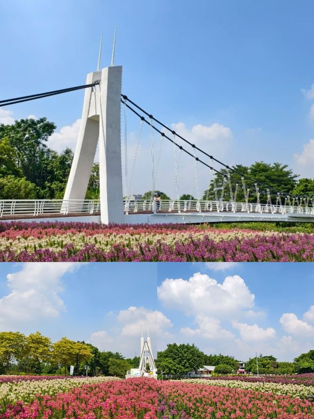 海珠濕地公園,春日賞花休閒的寶藏地! 海珠濕地公園,春日賞花休閒的寶藏地!