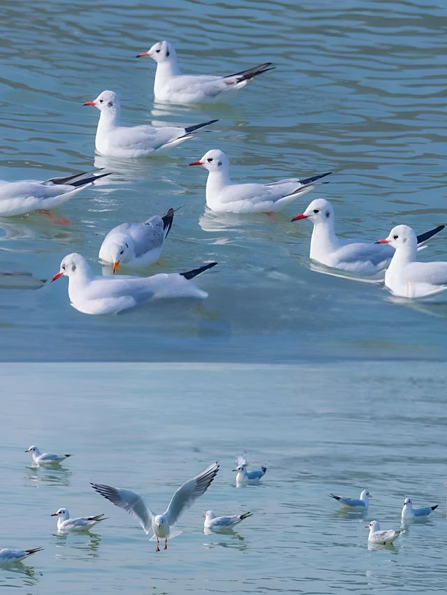 2025太湖觀鳥指南新鮮出爐！最佳點位搶先收藏