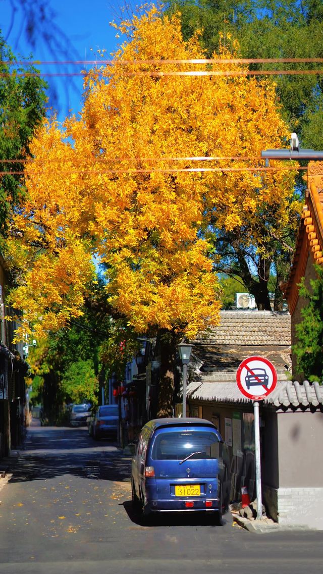 𝟐𝟎𝟐𝟓北京第一波秋景紅楓白蠟變色啦