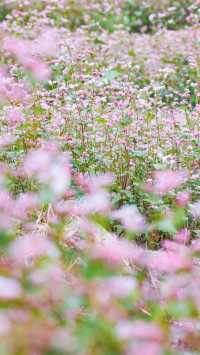 大石板古村秋日限定粉色甜蕎花海綻放