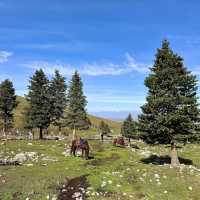 🏔️신이 내린 정원, 나라티 초원에서 말타고 느끼는 가을의 낭만 