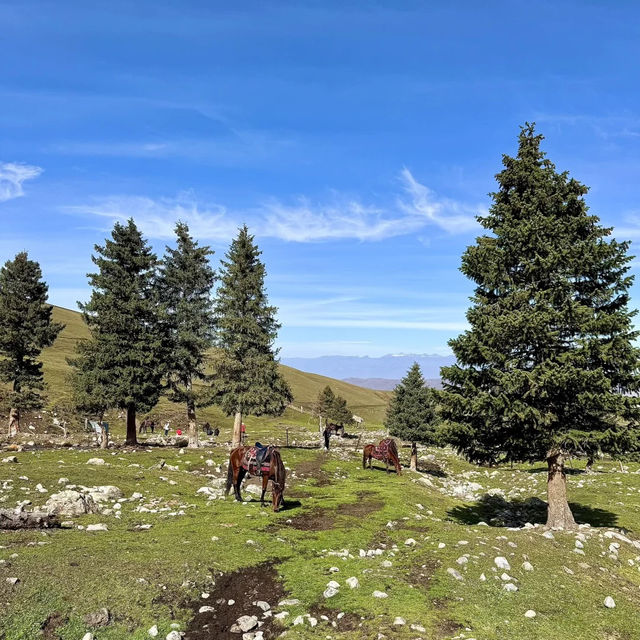 🏔️신이 내린 정원, 나라티 초원에서 말타고 느끼는 가을의 낭만 