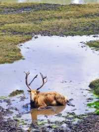泰州溱湖濕地公園,真實體驗及攻略解析