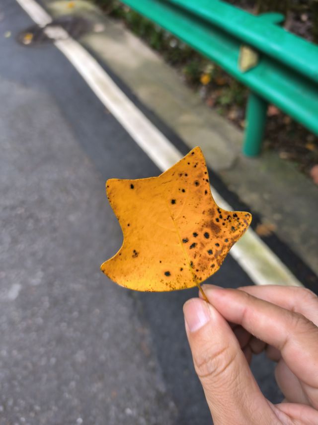霧隱嵐山火燭幽