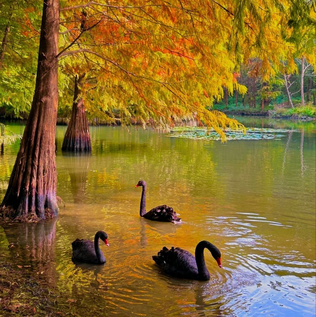  

等待秋天南京的美景，結果在明孝陵震撼到了！一開始以為玄武湖已經夠美了，來到這裡才發現真的是另一個世界✨。

明孝陵的水青樹林真的美得不可思議！眼前滿是金黃落葉樹和水中倒影交織，彷彿置身莫內花園，美得讓人感動到流淚🎨。偶爾還能看到黑天鵝，為這神秘又美麗的景色增添了更多魅力🦢。

💡 小秘訣！早上6點30分前入園可免費入場🆓。省下70元門票錢，早起真的很值得！

📍 路線指引：明孝陵3號出口
🚇 交通：地鐵2號線木蘇園站1號出口步行10分鐘
如果你正在計劃秋季旅行，千萬別錯過明孝陵的水青樹林美景📸！