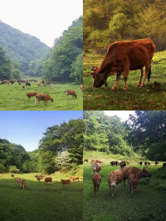 探秘廣元水磨溝,一場與山水共舞的奇妙之旅 探秘廣元水磨溝,一場與山水共舞的奇妙之旅