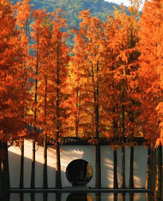 Discover the Redwood Forest at Hangzhou's Little Erhai Lake