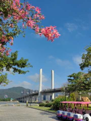 花海長廊已開啟賞花模式