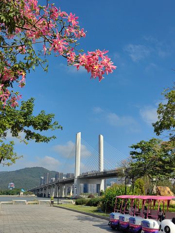 花海長廊已開啟賞花模式