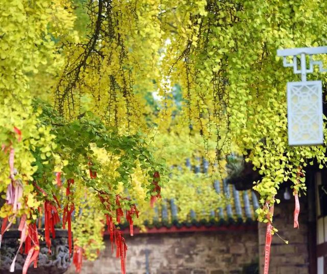 秋日裡綻放的金黃