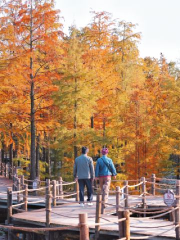 来安池杉湖｜モネの油絵の中に迷い込んだ秋冬の童話の世界