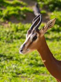 匈牙利等多國連遊｜17日遊性價比王