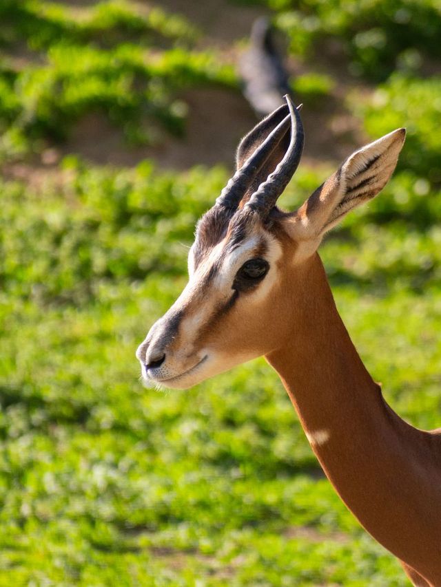 匈牙利等多國連遊｜17日遊性價比王