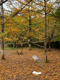 尖叫！韶關帽子峰金色童話世界已上線！！