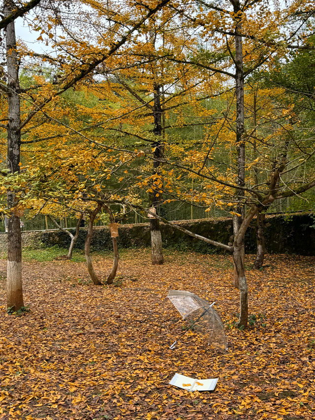 尖叫！韶關帽子峰金色童話世界已上線！！