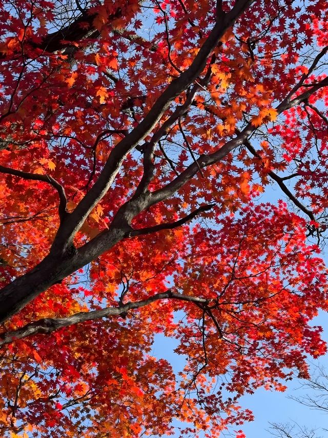 快衝！四方山秋色進入倒數計時模式