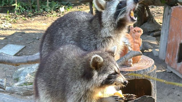 寧波野生動物園一日遊攻略!熊貓控千萬別錯過~ 寧波野生動物園一日遊攻略!熊貓控千萬別錯過~