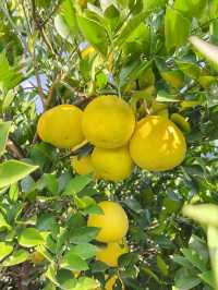 挖到一條寶藏秋遊採橘子路線！