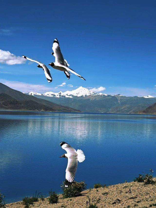 故宮與西藏文物聯展，千年國寶首次回藏！