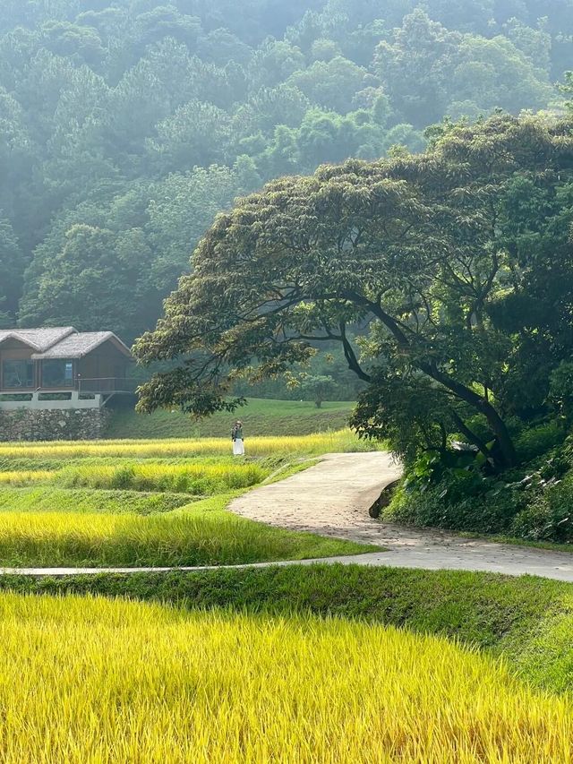 廣州免費踏青聖地地鐵直達的絕美金坑稻田 廣州免費踏青聖地地鐵直達的絕美金坑稻田