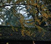 重慶璧山佛蔭寺｜銀杏金黃時的靜謐禪意