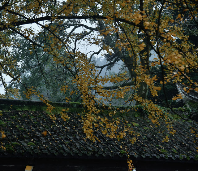 重慶璧山佛蔭寺｜銀杏金黃時的靜謐禪意