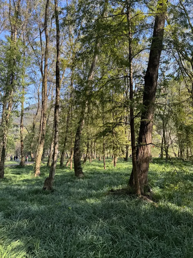 室外遛娃｜諸暨五泄 闖入秋葉世界