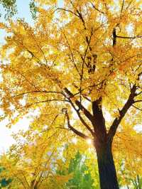 上海的秋日藝術巡禮