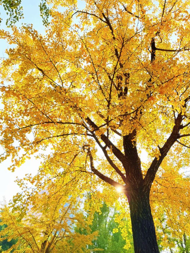 上海的秋日藝術巡禮