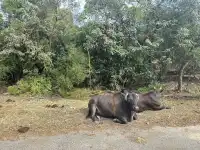 Hk麥理浩徑,絕美徒步路線