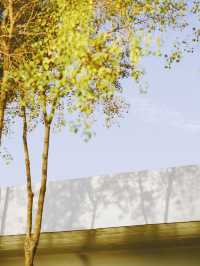 從雅格歡聚酒店出發，解鎖濱江秋日旅拍的N種浪漫