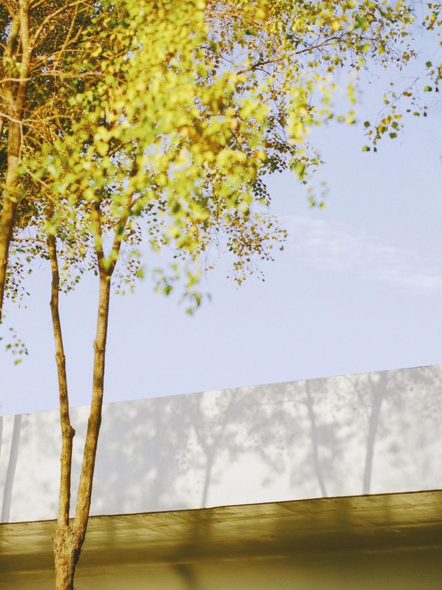 從雅格歡聚酒店出發，解鎖濱江秋日旅拍的N種浪漫