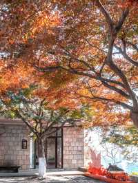 莫干山賞楓攻略不早起錯過整個秋天!