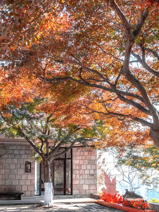 莫干山賞楓攻略不早起錯過整個秋天! 莫干山賞楓攻略不早起錯過整個秋天!