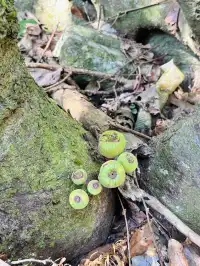 每週一山｜藏在江門的治癒系神山！