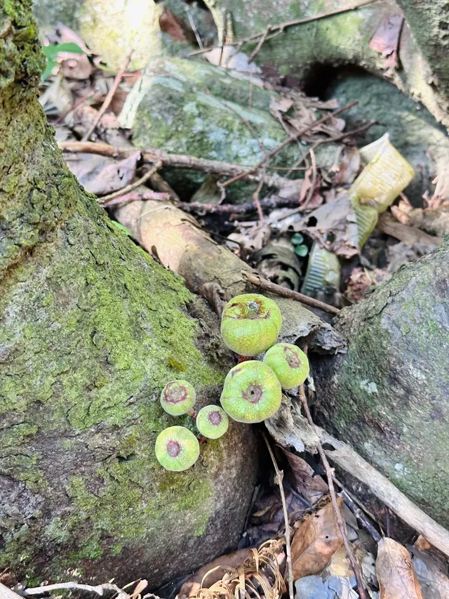 每週一山｜藏在江門的治癒系神山！