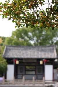 常熟方塔園賞桂攻略 這抹金黃香醉了整個秋天