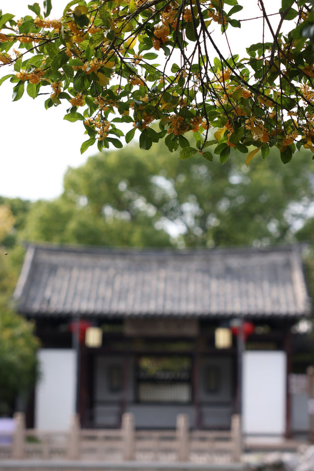 常熟方塔園賞桂攻略 這抹金黃香醉了整個秋天