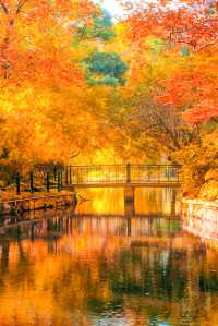 殺瘋了上海紅楓紅透了必是秋日頂流