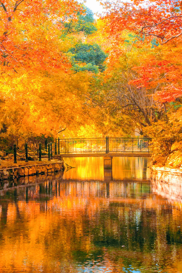 殺瘋了上海紅楓紅透了必是秋日頂流