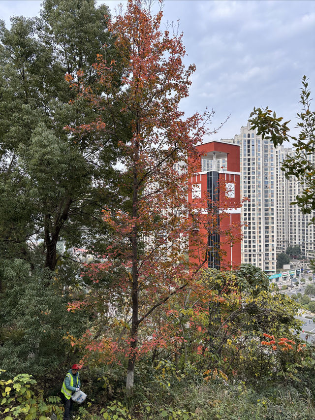 宜昌城東公園漫遊記 | 城市綠肺與長江風情完美結合  這幾天在宜昌發現了一個週末放空的好去處