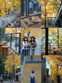 圖書館和銀杏真的絕配｜常熟