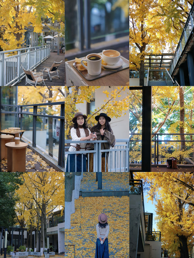 圖書館和銀杏真的絕配｜常熟