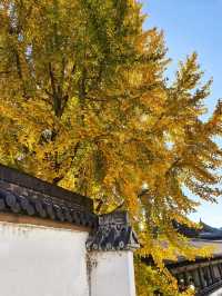 深秋的真如寺,藏著上海最溫柔的禪意