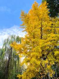 秋日限定!徐家匯公園紅葉暴擊市中心的調色盤炸裂了!