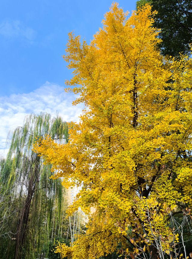 秋日限定!徐家匯公園紅葉暴擊市中心的調色盤炸裂了! 秋日限定!徐家匯公園紅葉暴擊市中心的調色盤炸裂了!