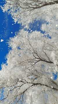 今天的吉林霧淞簡直美爆了!!!