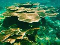Australia’s Underwater Wonders: Top Spots for Snorkeling
