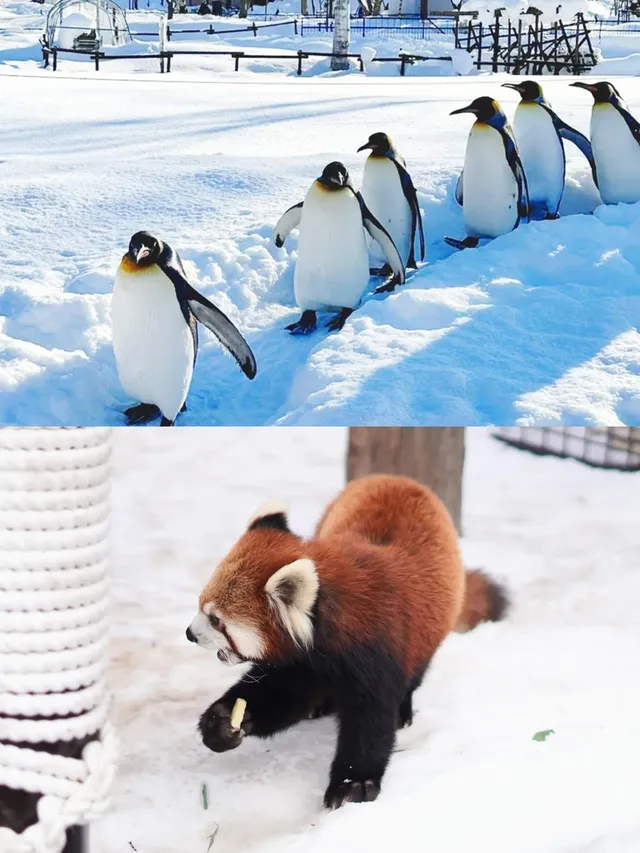 北海道冬季四日遊|札幌出發懶人包! 北海道冬季四日遊|札幌出發懶人包!